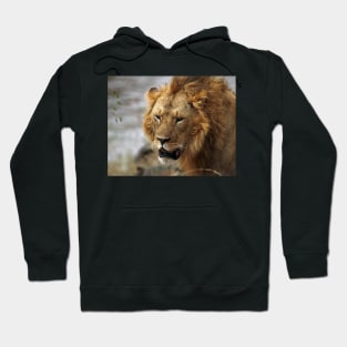 Portrait, Large Male Lion, Maasai Mara, Kenya Hoodie